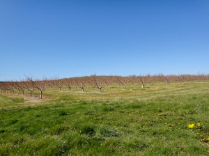 400K checkout Orchards