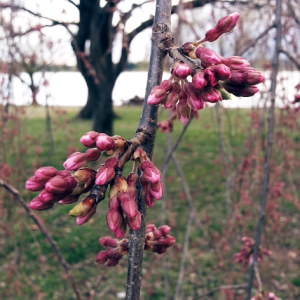 Cherry blossom buds