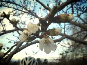 Cherry blossom and a little bit of bike helmet for extra flair