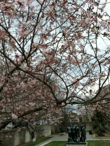 Rodin amid the cherry blossoms = cheesy!