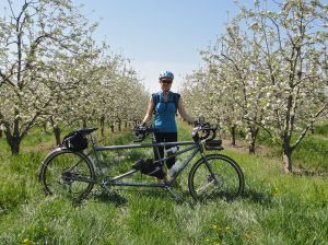MG and apple trees