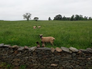 Sheep I saw on a May bike ride. Included just because they're cute.