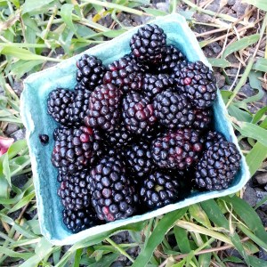 Blackberries