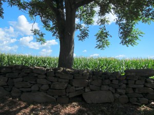 Nothing says you're in the country like a field of corn.