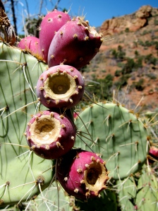 Cactus on Wilson Mountain Trail