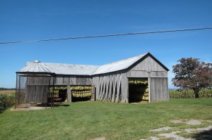 Tobacco drying in the barn on the PA 200K