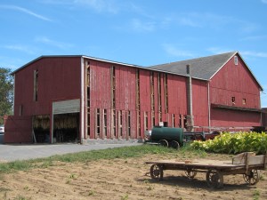Tobacco drying in the barn on the PA 200K