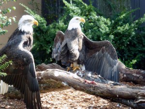pittsburgh-national-aviary-eagles-wings-open
