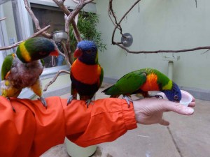 pittsburgh-national-aviary-lorikeet-feeding