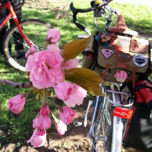 Bikes and blossoms. Surly LHT