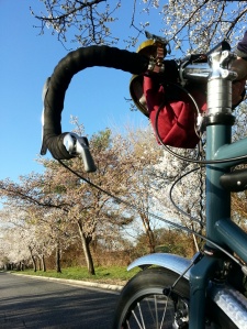 Hains Point, cherry blossoms, and the Surly LHT