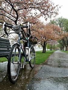 Surly LHT and cherry trees