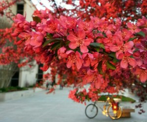 Flowers and Surly LHT by the American History museum