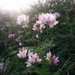 Hilly Billy wildflowers