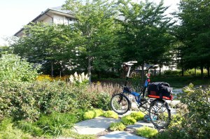 Morning ride to American University. Many nice plants here.