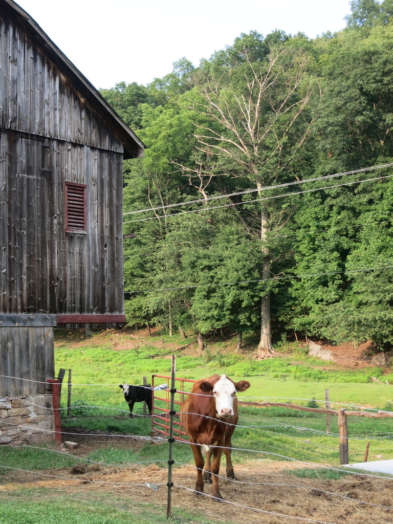 Obligatory Cow Photo