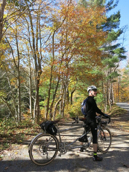 Felkerino and Co-Motion in the fall