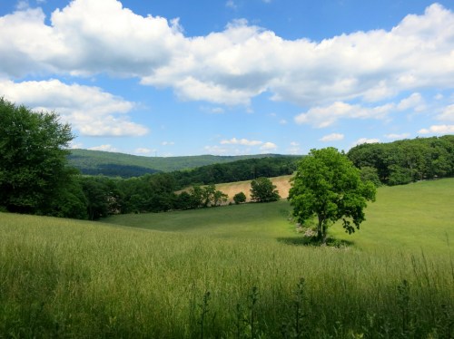 Summer training rides-the top of Harp Hill the hard way