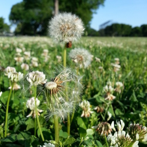 May dandelions and clover along Ohio Drive on a morning run