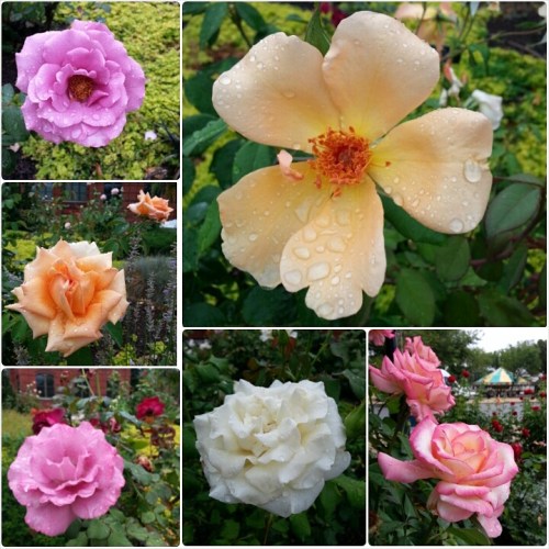 August morning run commute flower photos