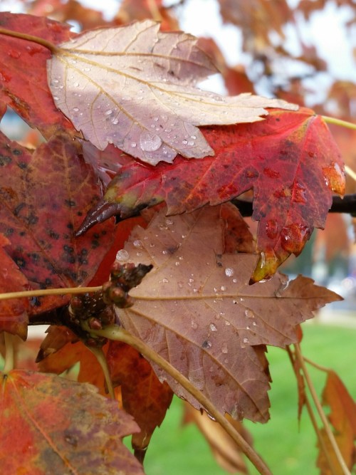 November leaves on the morning run