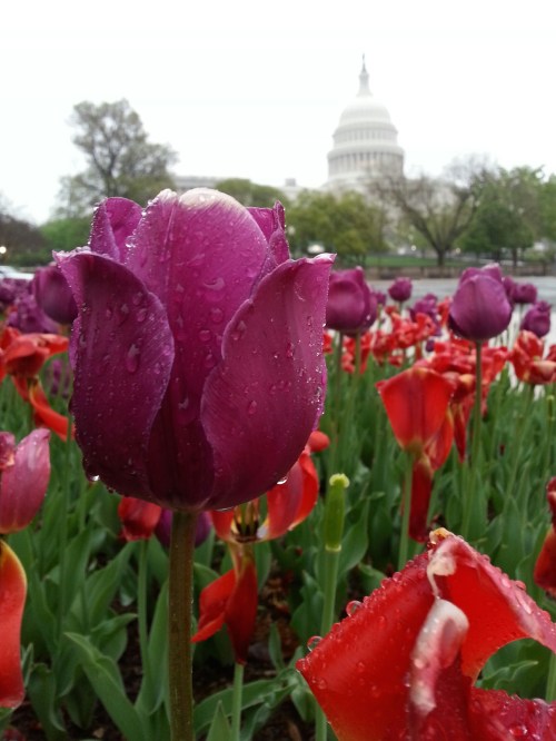 April tulips by the Capitol