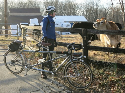 Obligatory Cow Photo with Felkerino and tandem