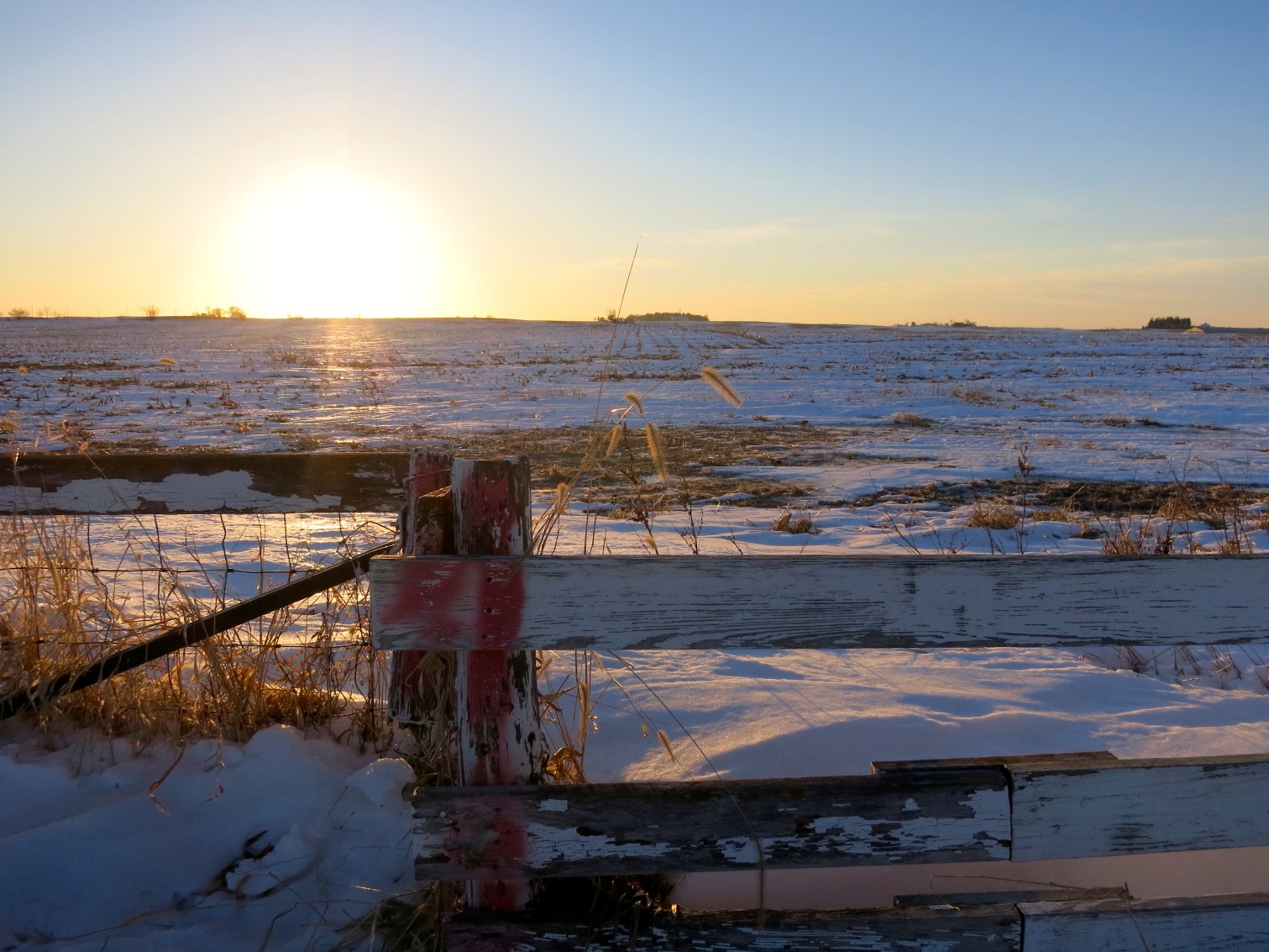 Iowa cornfield sunset