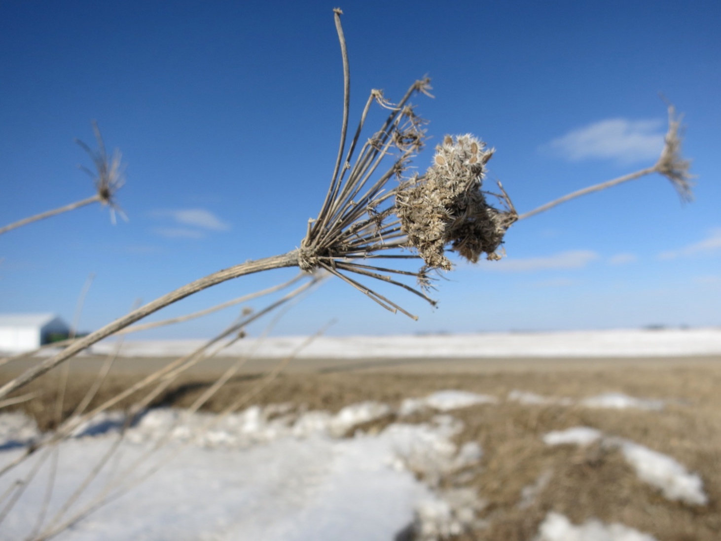 Iowa wildflower