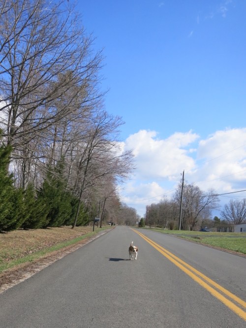 We managed to outrun this speedy dog.