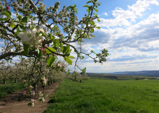 Time out for a photo in the orchards