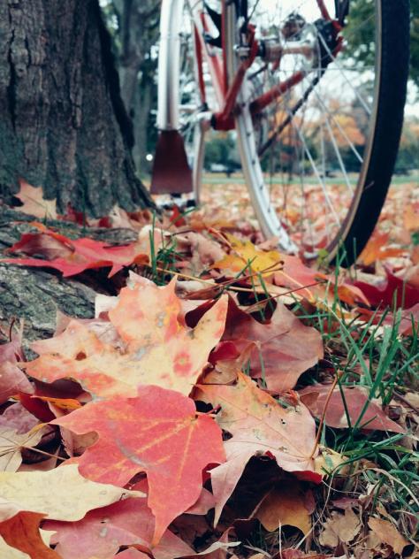 Fall leaves and Quickbeam