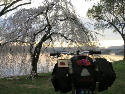 April commute at sunset. Cherry blossom season