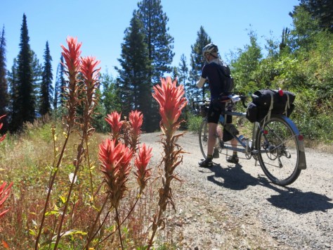 Day 10: Indian Paintbrush on the Sand Gravel