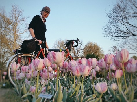 Tulips at sunset
