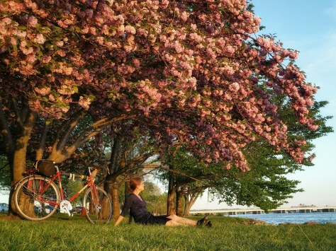 Quickbeam and me - Golden hour under the kwanzan cherry